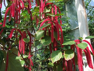 Acalypha hidpida